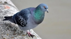 Sizy dove (sizar)